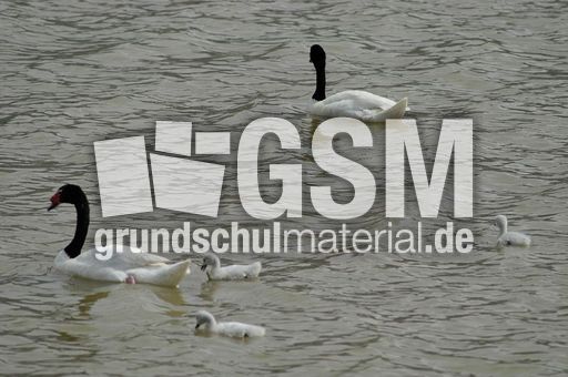 Schwarzhalsschwanschwan (2 von 7).jpg